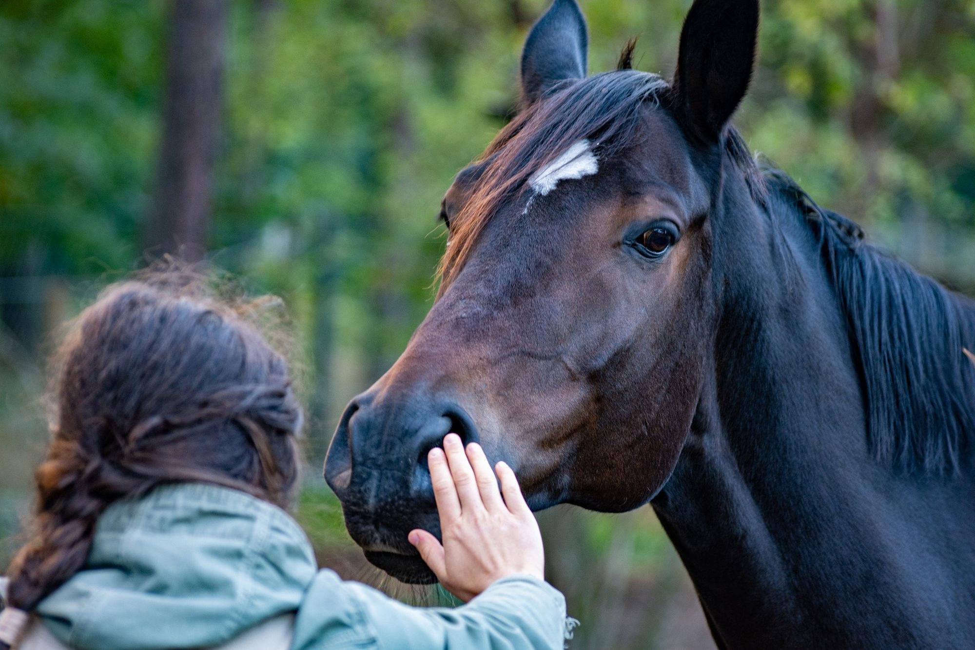 Saludar a un caballo