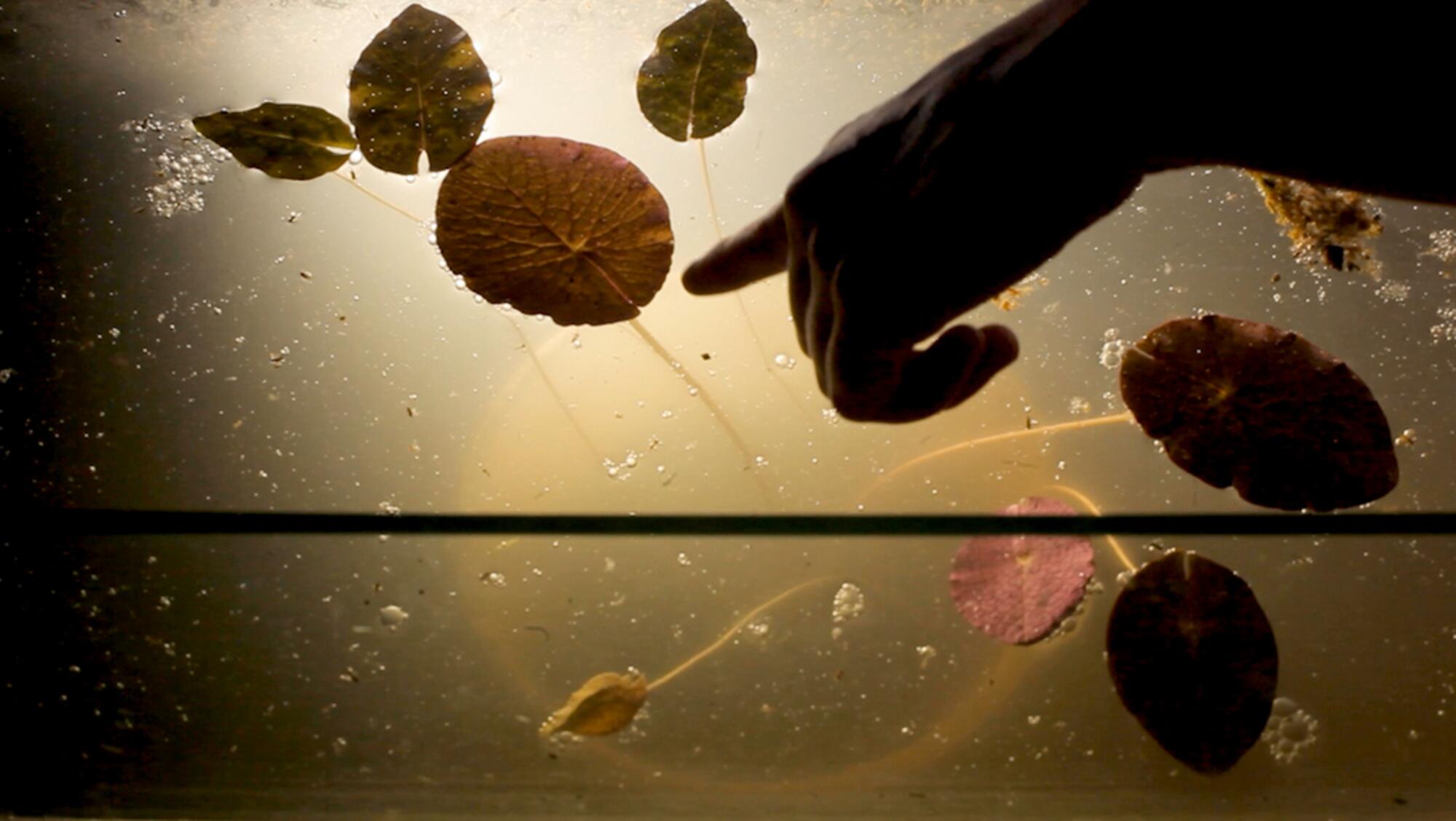 Fotograma del documental ‘Yrupé’, dirigido por Candela Sotos