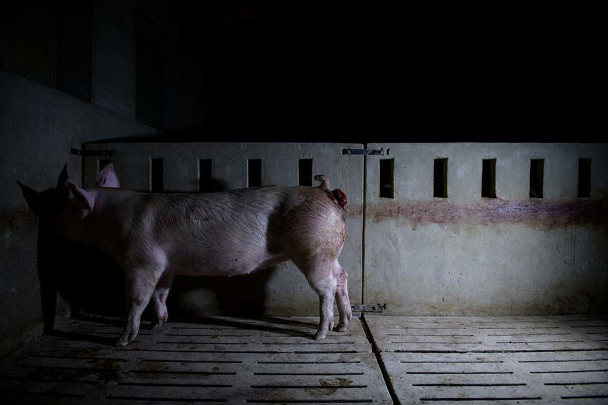 Aitor Garmendia, premio Picture Of The Year International