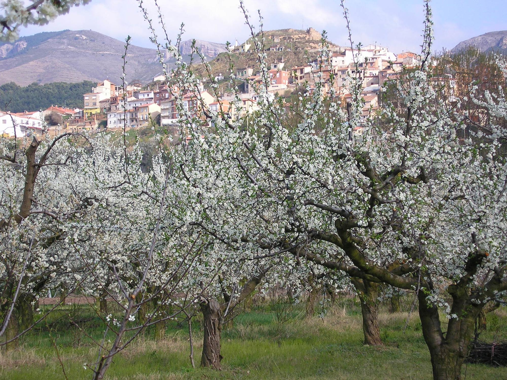 Ciruelo en flor2