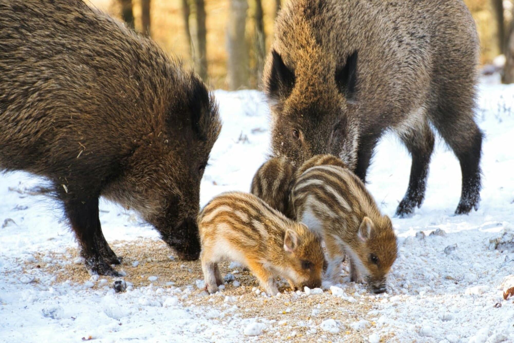 Familia de jabalíes