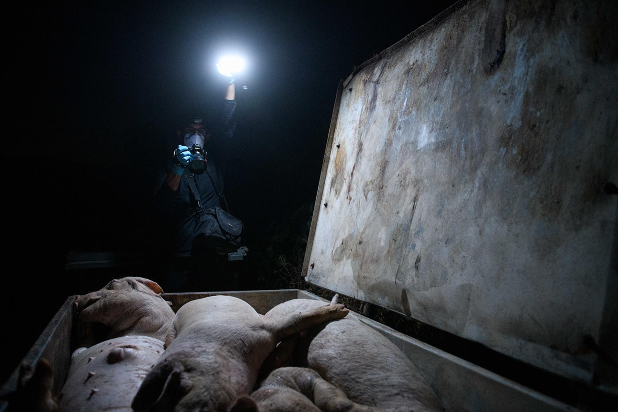 Investigador contenedor cerdos granja
