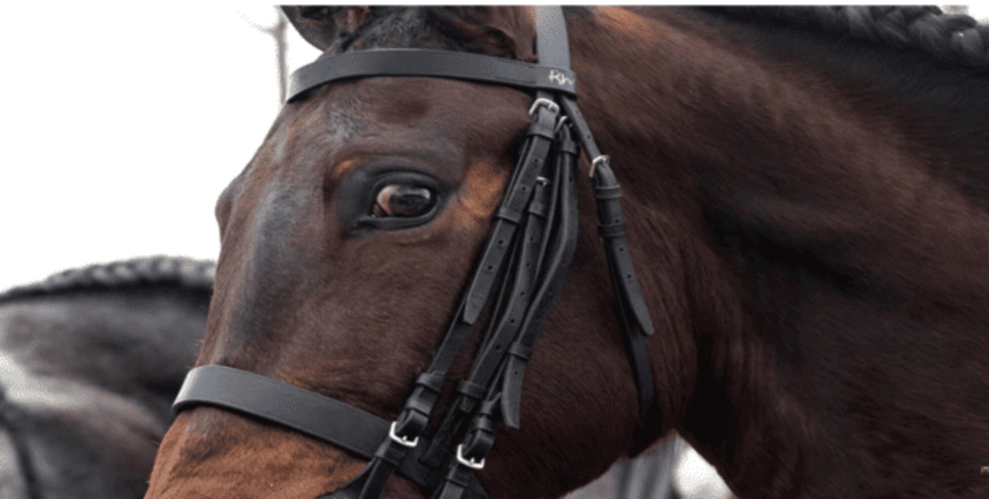 Mirada triste de caballo