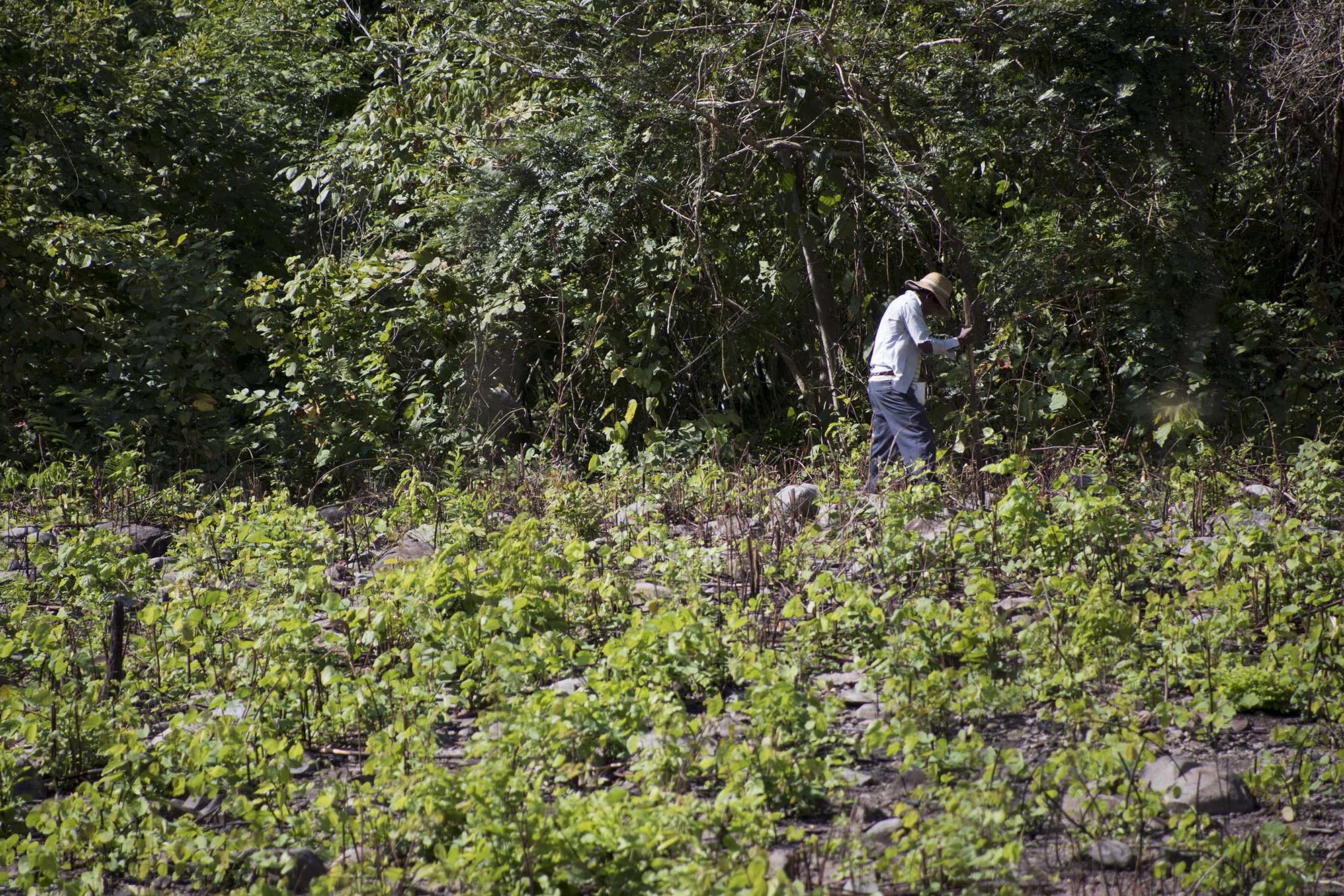 Campesino Colombia 2