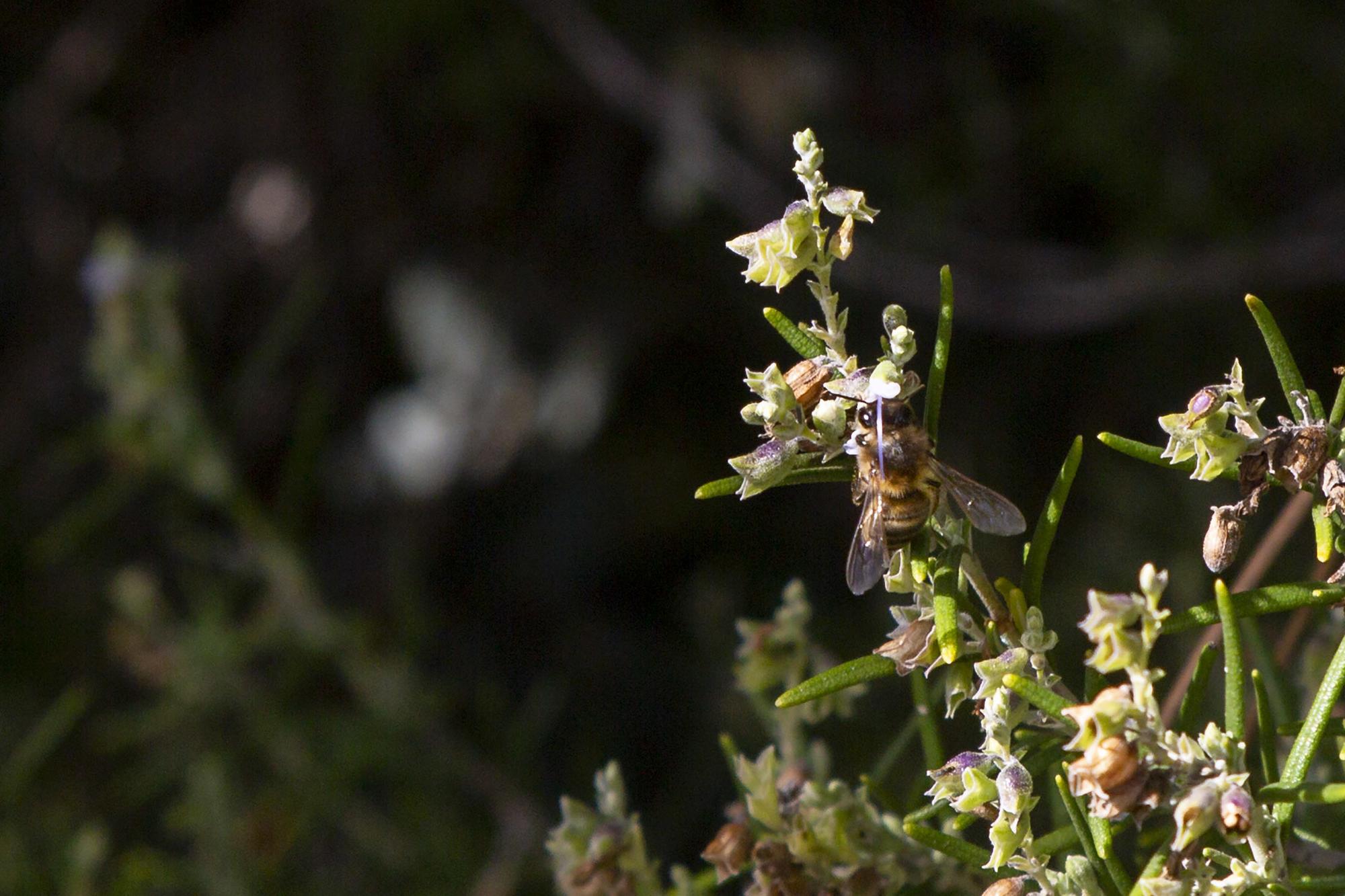 Abejas Apicultura Sierra de Espadan - 3