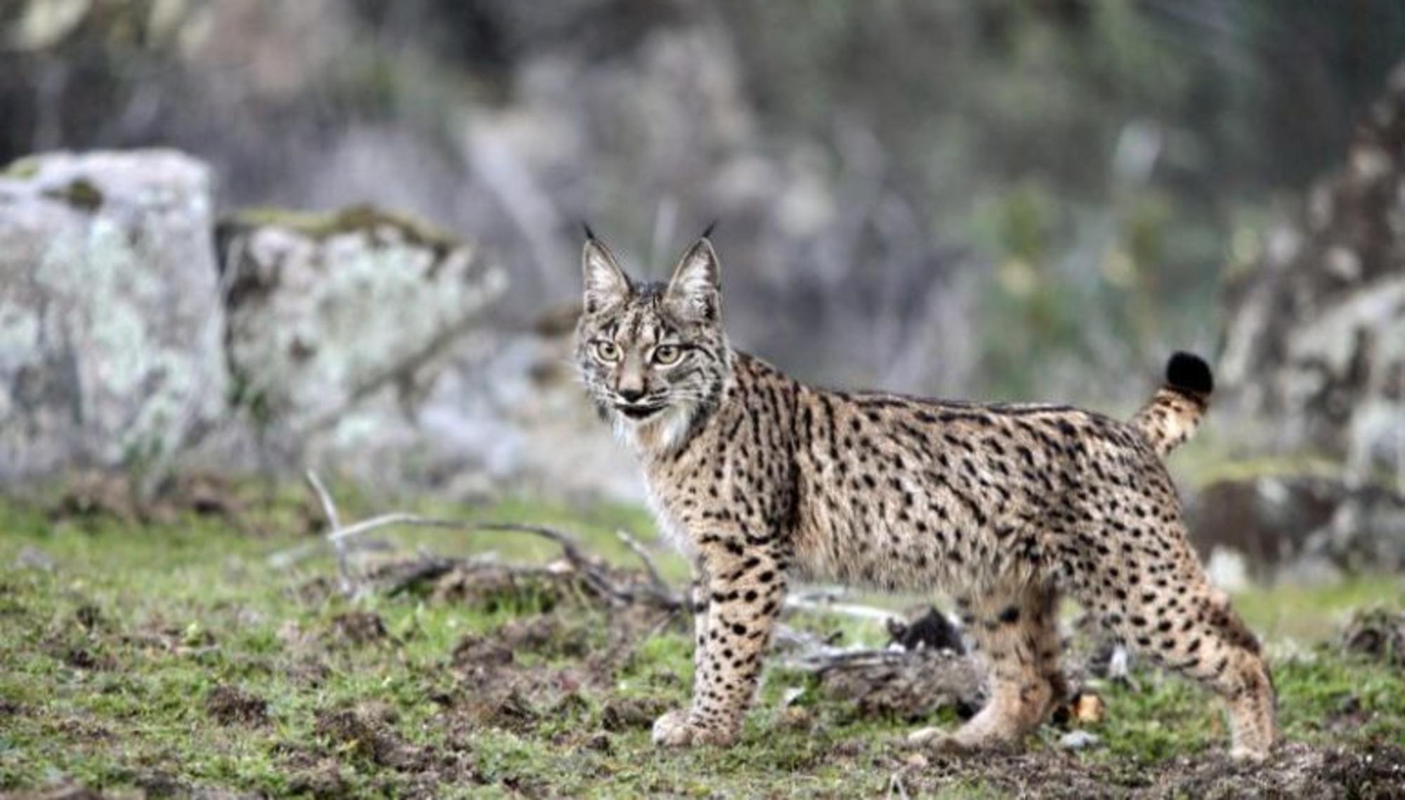 Cachorro de lince