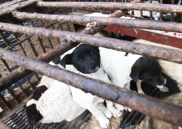 Mercado húmedo en China