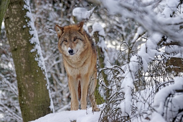 Lobo en la nieve