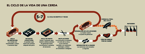 InfografÃa: 'El ciclo de vida de una cerda'