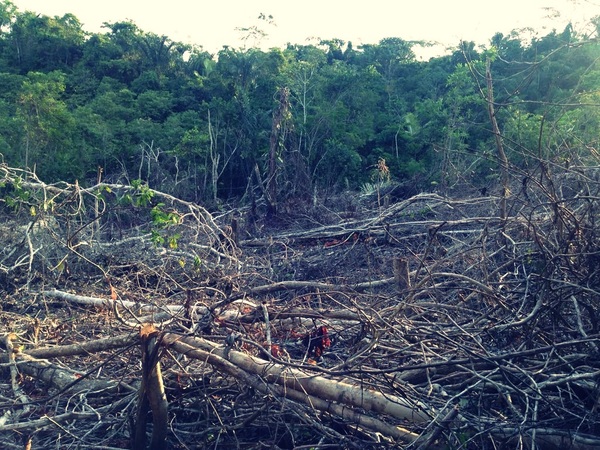 Bosque deforestado en la cuenca del Marañón