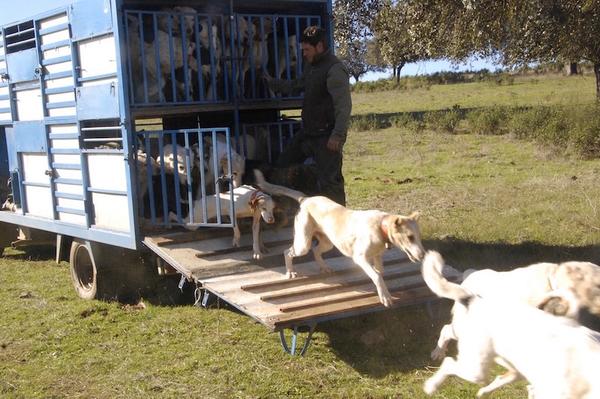 Caza con rehala