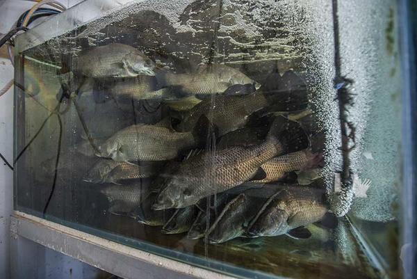 Peces criados en piscifactoría