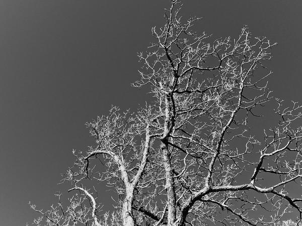 Fractal tree