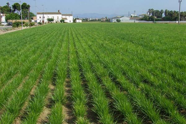 Campo de chufas denominación de origen València en la huerta de Alboraia