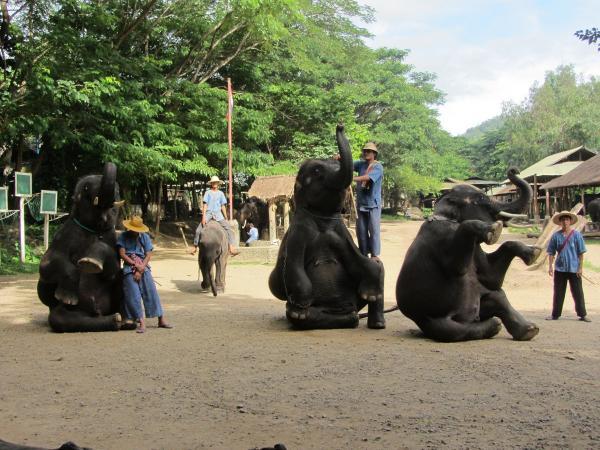 Paseos en elefante