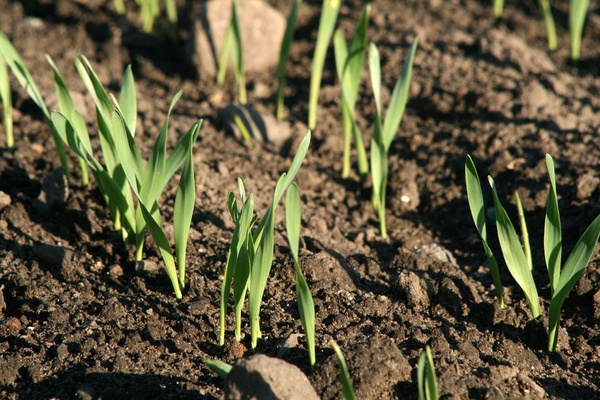 Agroecología brotes