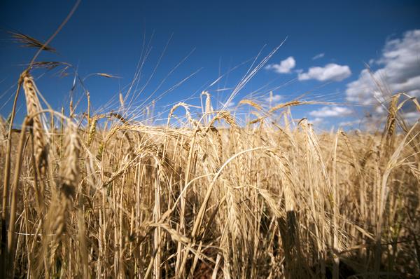 CerealesTrigo agricultura