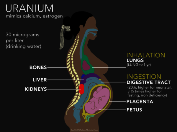 Consecuencias del uranio en el cuerpo de una mujer embarazado. Imagen cortesía de Radiation Monitoring Project.