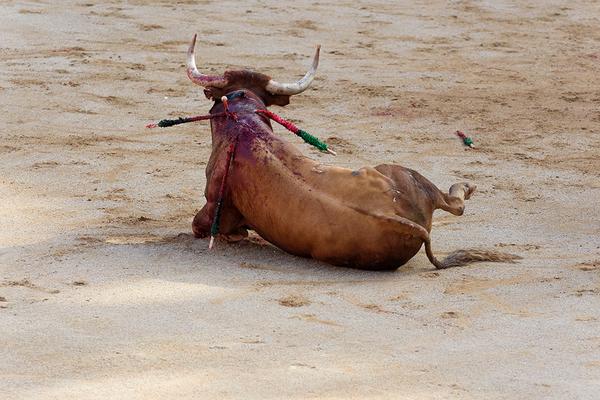 Toro en la arena