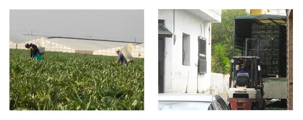 Trabajo agrario