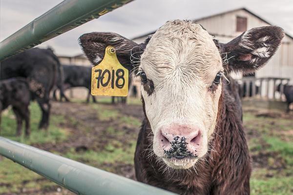 Vaca Pixabay