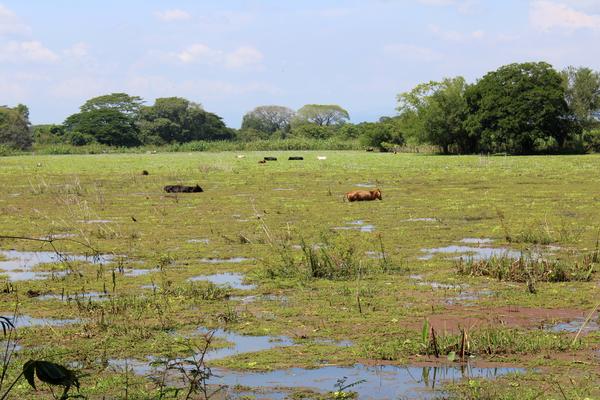 El Salvador pesticidas - 3