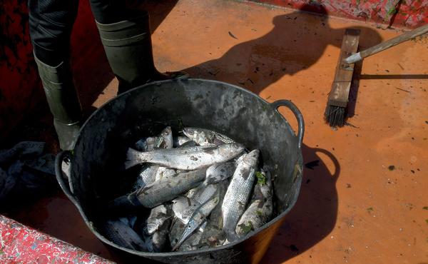 Captura de un grupo de pescadores.