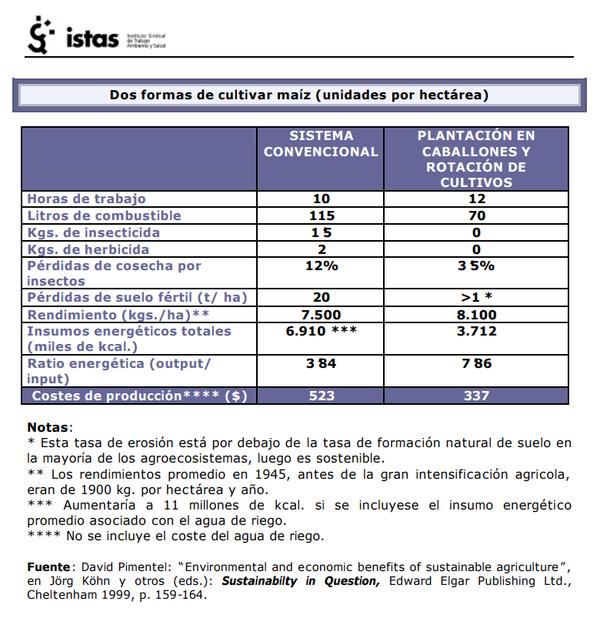 Cultivo maíz estudio