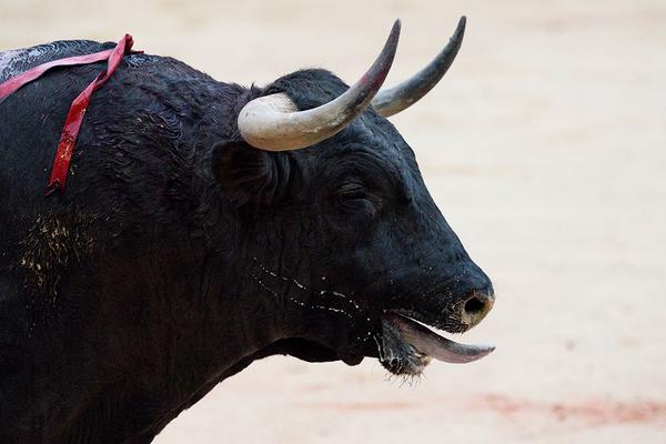 Toro perdiendo sangre en la plaza