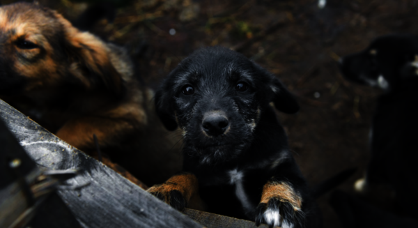 perros cautiverio
