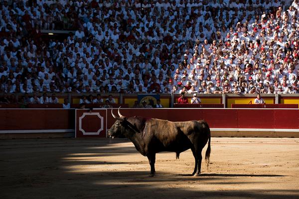 Toro encerrado en una plaza de toros