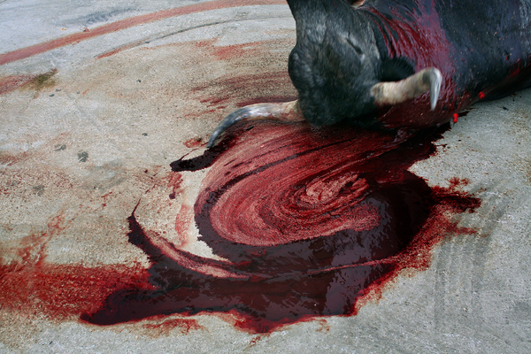 Toros San fermin