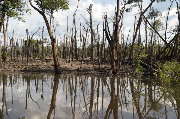 Afluente del Amazonas dañado por los procesos de deforestación