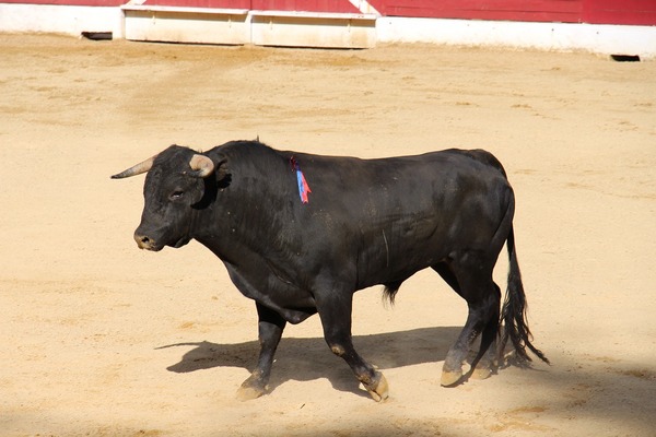 Subvenciones taurinas