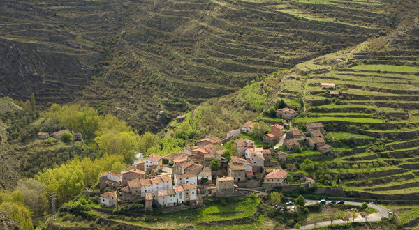 Peroblasco