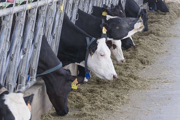 Vacas