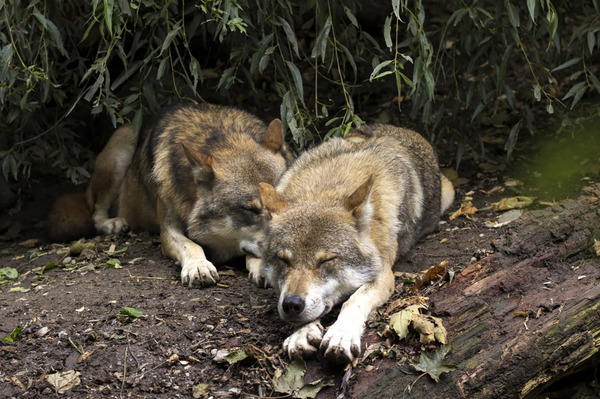 Lobos