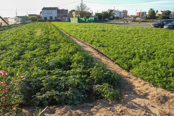 Huerta Valencia Pinedo