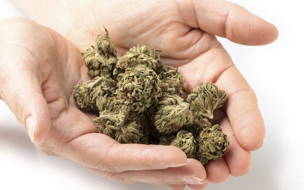 Legalización cannabis medicinal