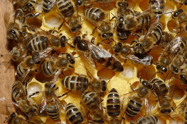 panal abejas