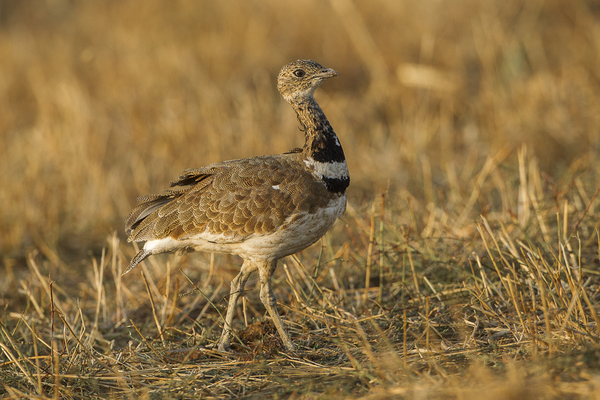 Sison Red Natura 2000