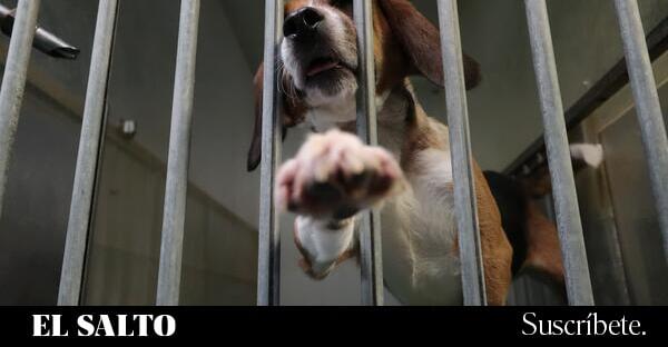Vivotecnia a juicio: Inocentes o culpables, éticamente inaceptables