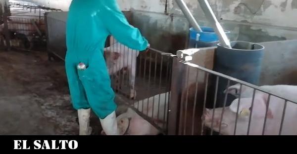 Antiespecismo | Granjas de cerdos: criar para abastecer a los mataderos -  El Salto - Edición General