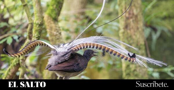 El pájaro que imita al hombre que imita a un pájaro