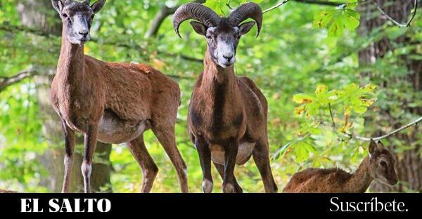 El mito de la caza y la conservación de los ecosistemas
