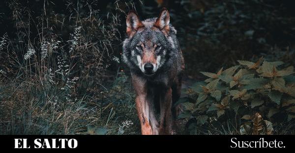 Ursula Von der Leyen agita el fantasma de la desprotección del lobo en ...