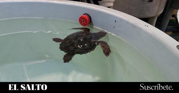 Tortugas que se mecen con el agua