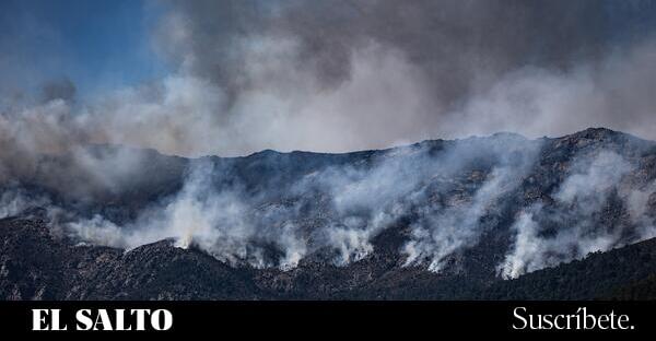 La muerte del bosque es también la muerte del espacio común