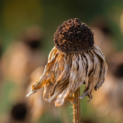 Girasol seco